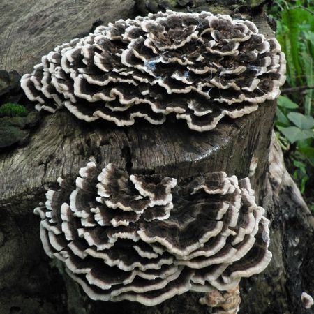 Trametes versicolor